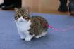 Do Munchkin Cats Have Health Problems? - Munchkin Cat Guide