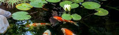 Maybe you would like to learn more about one of these? Home Koi Pond Maintenance Company Los Angeles Blue Koi Services Aa Tech Design