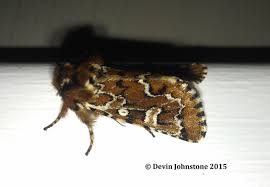 Image result for Fadogia gossweileri