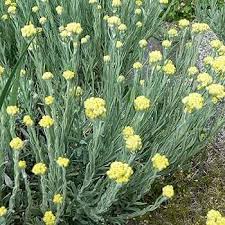 Image result for Helichrysum helvolum