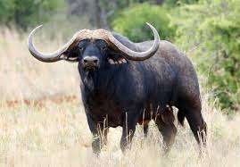 Ramaphosa is egter van mening dat sekere lede of moet bedank, of hulle sal geskors word. World S Most Expensive African Buffalo Valued At 11 1 Million Bloomberg