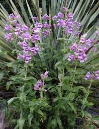 Image result for Cobaea