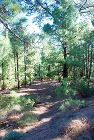 Maybe you would like to learn more about one of these? Esperanza Wald Runde Wildnis Wandern De