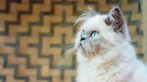 understanding himalayan cat colors lovetoknow