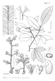 Image result for Toddaliopsis