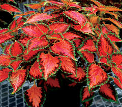 .growth rate in coleus and controlling bugs that eat coleus leaves such as aphids, whiteflies this seachem growth supplement flourish tabs as it promotes the rate of coleus growth rate as out. Coleus Terra Nova Peach Julep Terra Nova Nurseries Inc
