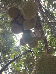 Due to limited availability and strong demand, prices globally for musang king have risen. 5 Ekar Dusun Durian Musang King Utk Dijual