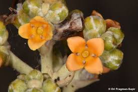 Image result for Nesogenaceae