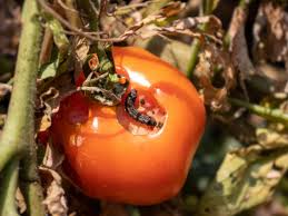 Maybe you would like to learn more about one of these? Tomato Pinworms Tips For Controlling These Tomato Eating Worms