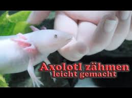 Maybe you would like to learn more about one of these? Axolotl Zahmen Leicht Gemacht Youtube