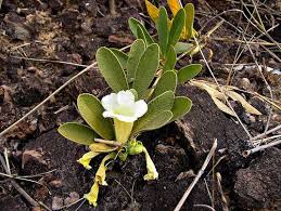 Image result for Hyparrhenia anemopaegma