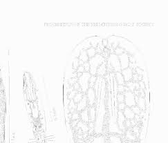 Image result for Diclis tenella