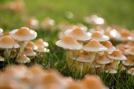 This app can let you know biology detail of any mushroom just by a photo. Tips For Growing A Mushroom Garden A Comprehensive Guide