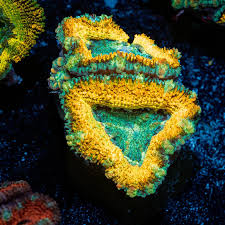 Image result for Acrotome hispida