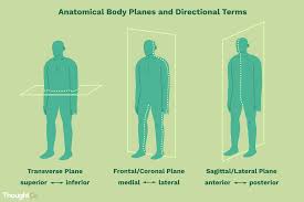 The anatomical snuffbox (also known as the radial fossa), is a triangular depression found on the lateral aspect of the dorsum of the hand. Anatomical Directional Terms And Body Planes