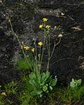 Image result for Senecio ruwenzoriensis