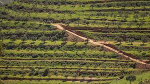 Production D Huile D Olive En Jordanie Une Belle Decouverte A Ajloun