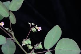 Image result for Oxalis barrelieri