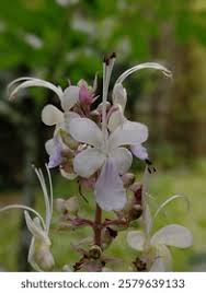 Image result for Rotheca reflexa