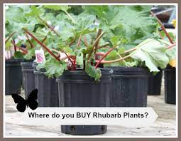 It turns out you have to postpone that baking project. Where Do You Buy Rhubarb Plants