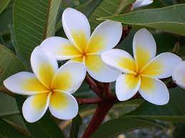 Frangipani A Beautiful And Exotic Flower With An Exquisite Aroma