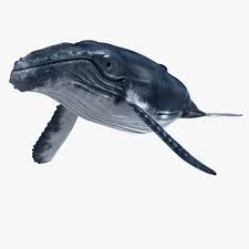 3ds Max Humpback Whale Whale Humpback Whale 3d Model