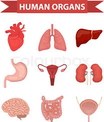 The function of the external female reproductive structures (the genitals) is twofold: Internal Organs Of The Human Icons Stock Vector Colourbox
