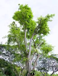 Image result for Pterocarpus