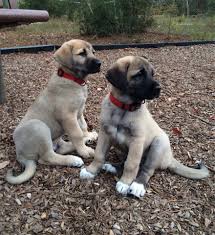 Kurdish fighter dog kangal 90 cm x 90 kg sivas kurdistan. Kangal Anatolian Shepherd Dog Startseite Facebook
