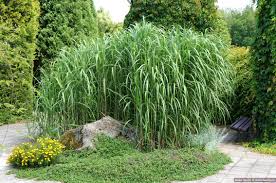 We did not find results for: Miscanthus X Giganteus Havlis Cz