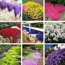 Creeping Thyme Seeds Multi Color Rock Cress Seeds 100 Pcs Bag Ground Cover Seeds Creeping Thyme Ground Cover