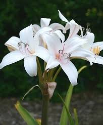 Image result for Crinum jasonii