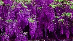 Save with 9 wisteria offers. Wisteria Hd Wallpapers Wisteria Top Hd Backgrounds