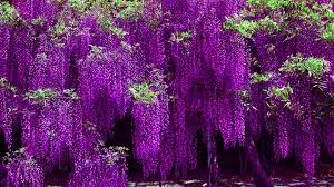 Find out the updated codes for wisteria roblox, active wisteria codes roblox 2021 here and players can redeem the codes for wisteria roblox easily and the steps to redeem wisteria code roblox 2021 are given below. Wisteria Hd Wallpapers Wisteria Top Hd Backgrounds