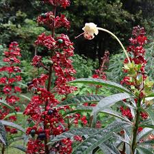 Tropical garden in sri lanka by bevis bawa, love the moon gate. Flowers Of Sri Lanka On Twitter In Sinhala Balaya In Sri Lankan Sources A Tamil Name Is Not Recorded But Indian Sources Have Tamil Names Narivalli Or Kovalai Https T Co Jm1l5suthh