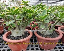 Image result for Erucastrum arabicum