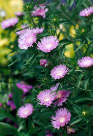Image result for Aster