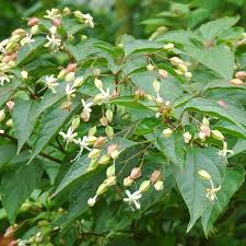 Image result for Clerodendrum ternatum