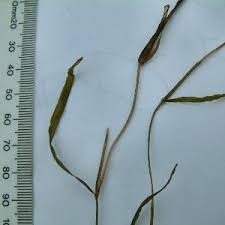 Image result for Potamogeton pusillus