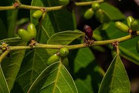 Image result for Bridelia