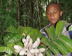 Image result for Rytigynia monantha