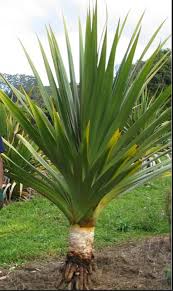 Image result for Pandanus