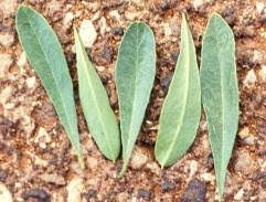 Image result for Boscia filipes