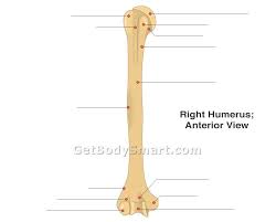 Its not option b because a fossa is a animal that is in the cat species. Right Anterior Humerus Bone Print Page Unlabeled Diagram And Text Bones Printed Pages Anatomy Class