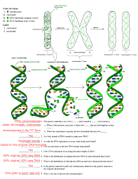 The shape of dna is a double helix (color tle title bl¿ck), which is like a twisted ladder. School Drawing 850 1100 Transprent Png Free Download Angle Area Text Cleanpng Kisspng