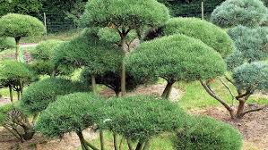 Gartenbonsai.de stellt bei ihren potenziellen kunden einen sehr beliebten suchbegriff dar. Gartenbonsai Hauenstein Ag