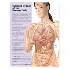 Female reproductive organs flower at the background. Internal Organs Of The Human Body Poster Organs Anatomical Chart Co