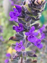 At hardy's we specialise in producing top quality herbaceous perennials. Wild Clary Plugs Salvia Verbenaca Uk Delivery Naturescape