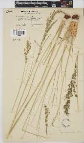 Image result for Eragrostis pallens