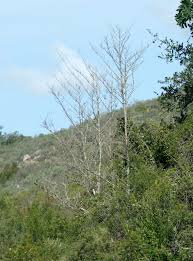 Image result for Afrocanthium mundianum